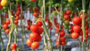Cultivo tomate Almería