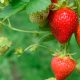 cómo promover al cultivo de berries
