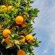 soluciones para la maduracion de los citricos