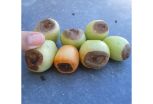podredumbre apical, culo negro, tomate culon