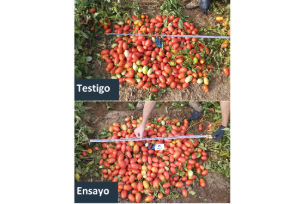 produccion y calidad en tomate 