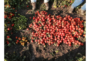 maduracion y color en tomate