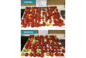 podredumbre apical, tomate culon